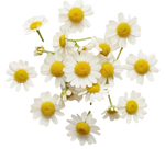 Chamomile